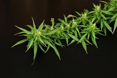 Harvesting Marijuana Plants: A Comprehensive Guide - The Beer Connoisseur