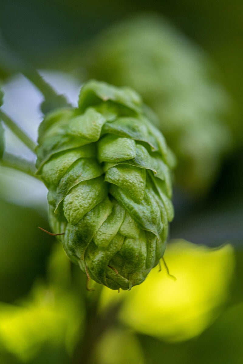 close-up of hop cone on the bine