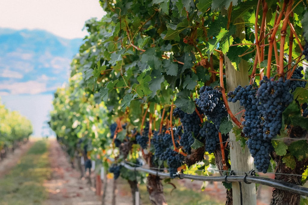 edna valley pinot noir grapes