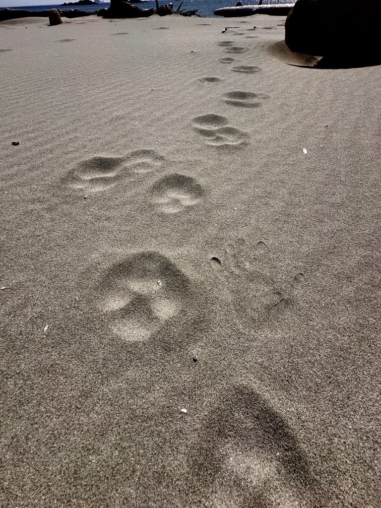 handprint in sand next to huge paw print in Canada national forest