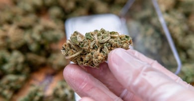 vape.hk/benefits-of-the-thca-flower-and-how-to-buy-the-right-one-for-you/ THCa Flower vs Vapes: Bioavailability & Effects Compared